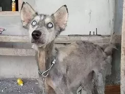 ロシアの犬のトレーニング教室に ピューマが混じってる 動画 年5月18日 エキサイトニュース