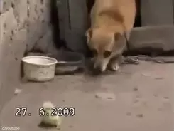 ロシアの犬のトレーニング教室に ピューマが混じってる 動画 年5月18日 エキサイトニュース