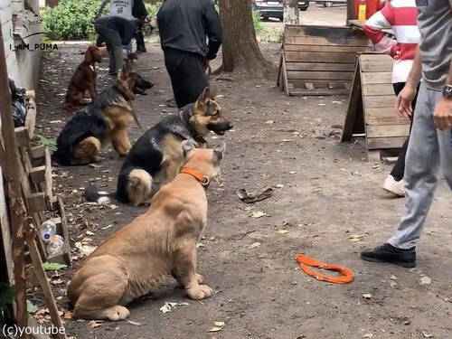 ロシアの犬のトレーニング教室に ピューマが混じってる 動画 年5月18日 エキサイトニュース