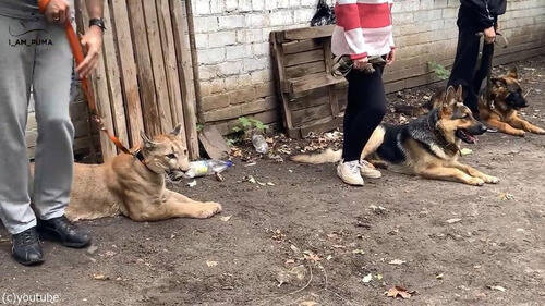 ロシアの犬のトレーニング教室に ピューマが混じってる 動画 年5月18日 エキサイトニュース