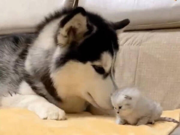 出産したばかりのママ猫 親友のハスキー犬に子猫を紹介する 動画 年5月22日 エキサイトニュース