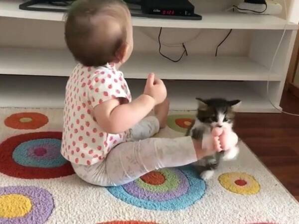 子猫 赤ちゃんに戦い挑む 動画 年5月28日 エキサイトニュース