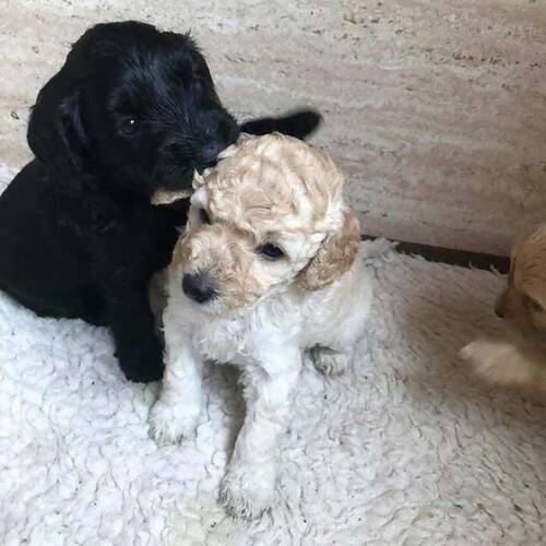 散歩中の犬たちが抱き合って離れようとしない 子犬の頃に生き別れた兄妹だった 年5月29日 エキサイトニュース