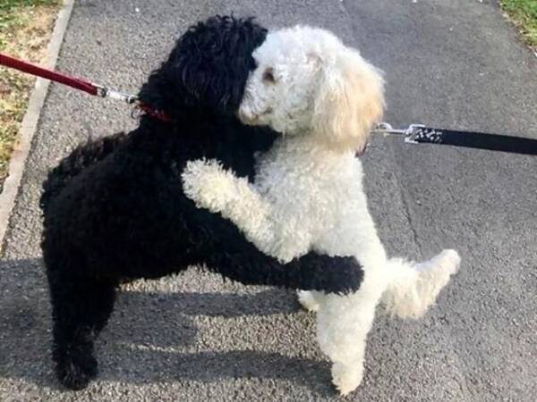 散歩中の犬たちが抱き合って離れようとしない 子犬の頃に生き別れた兄妹だった 年5月29日 エキサイトニュース