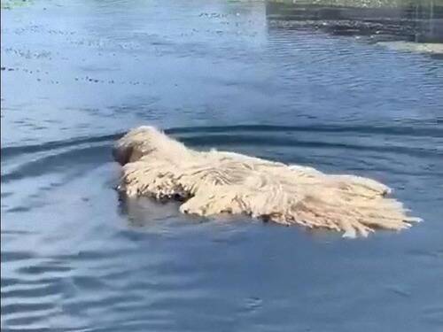 モップが川で泳いでる よく見ると犬だった 動画 年6月2日 エキサイトニュース