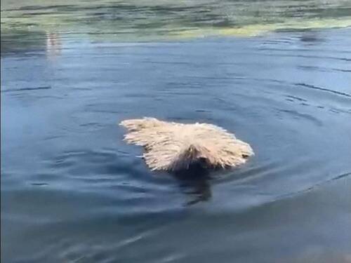 モップが川で泳いでる よく見ると犬だった 動画 年6月2日 エキサイトニュース