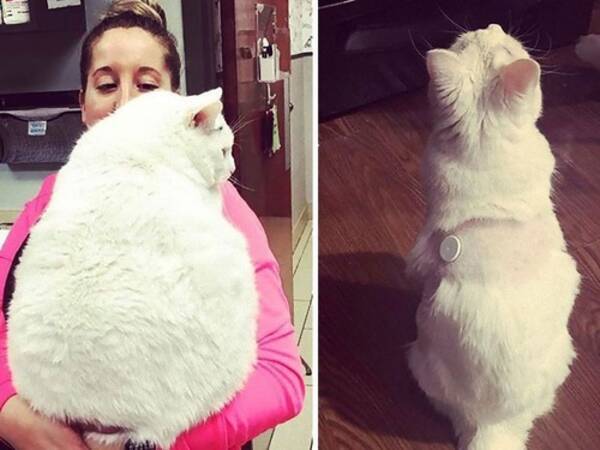 まるで別猫 ダイエットに成功した猫たちの写真いろいろ 年6月12日 エキサイトニュース