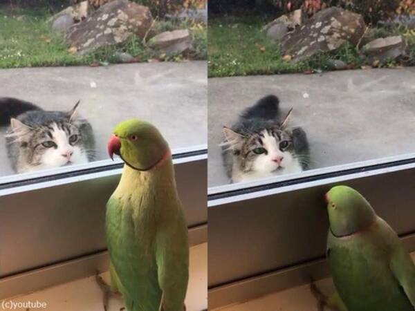 猫に いないいないばぁ をして挑発するインコ 動画 年6月13日 エキサイトニュース