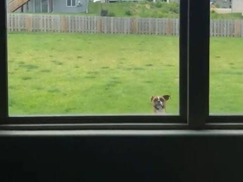 窓の外のボクサー犬のアピールが めちゃくちゃかわいい 動画 年6月17日 エキサイトニュース
