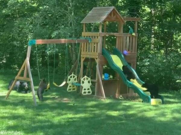 裏庭を眺めたら 遊具でクマの親子たちが遊んでいた 動画 年6月19日 エキサイトニュース