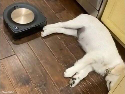 熟睡する犬のすき間をロボット掃除機が 敏感なところに触れた 動画 年6月21日 エキサイトニュース