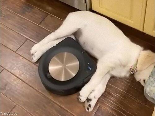 熟睡する犬のすき間をロボット掃除機が…敏感なところに触れた!?（動画）