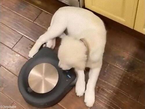 熟睡する犬のすき間をロボット掃除機が…敏感なところに触れた!?（動画）