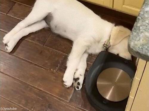 熟睡する犬のすき間をロボット掃除機が…敏感なところに触れた!?（動画）