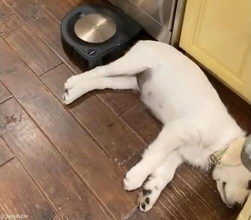 熟睡する犬のすき間をロボット掃除機が 敏感なところに触れた 動画 年6月21日 エキサイトニュース