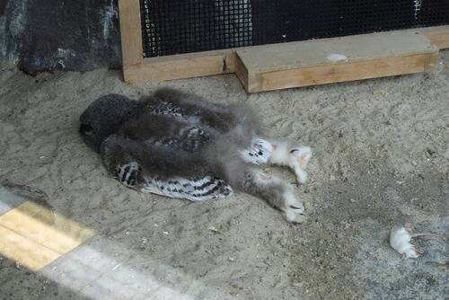 この姿は衝撃的 フクロウは頭が重いので 若い頃はうつぶせに寝ることがある 年6月22日 エキサイトニュース