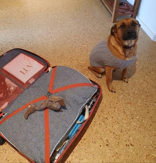 これは胸キュン スーツケースの荷造りをしたら 犬が一番お気に入りのおもちゃを上に置いてアピールした 年6月23日 エキサイトニュース