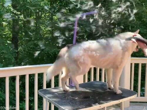 タンポポの綿毛のように ハスキー犬の冬毛を一気に吹き飛ばす方法 動画 年6月23日 エキサイトニュース