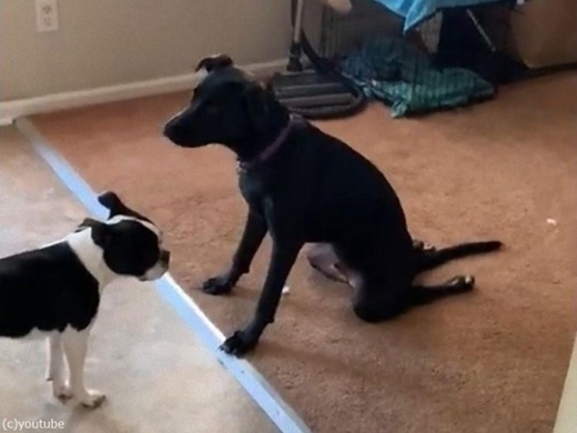 足長の犬が猫の座り方をすると やはり難しい 動画 21年4月13日 エキサイトニュース