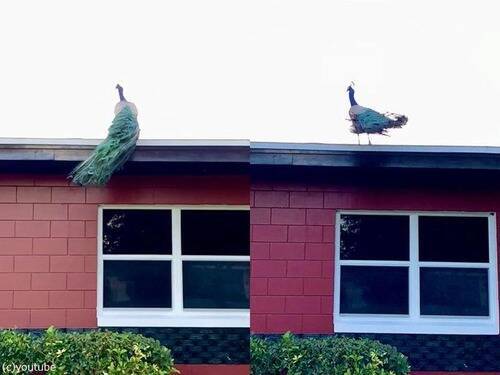 孔雀が屋根の上まで飛ぶ姿は 神々しいほど優雅 動画 年7月3日 エキサイトニュース