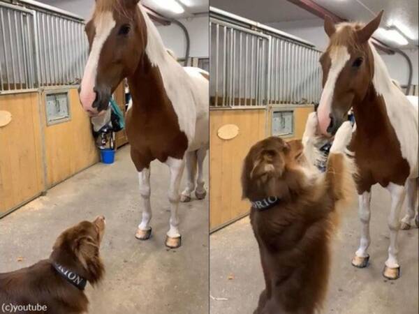 犬と馬の仲が良いと こんな愛情表現になる 動画 年7月8日 エキサイトニュース