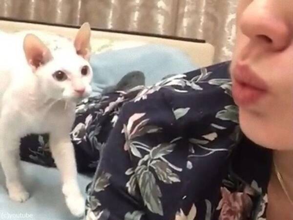 自撮りを絶対に許さない猫 飼い主の女性にネコパンチ 動画 年7月15日 エキサイトニュース