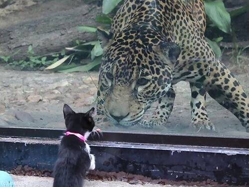 自粛中の動物園に犬や猫を連れて行ったら お互いに興味津々 年7月17日 エキサイトニュース