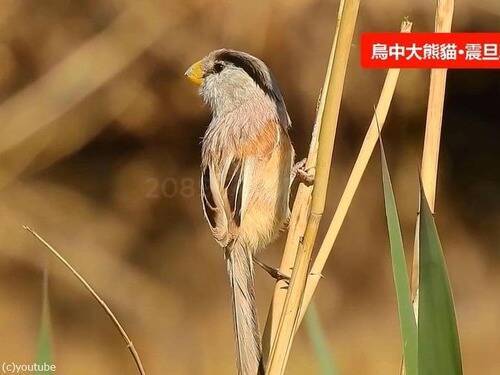 中国で「鳥類のパンダ」と呼ばれる希少な鳥が目撃される