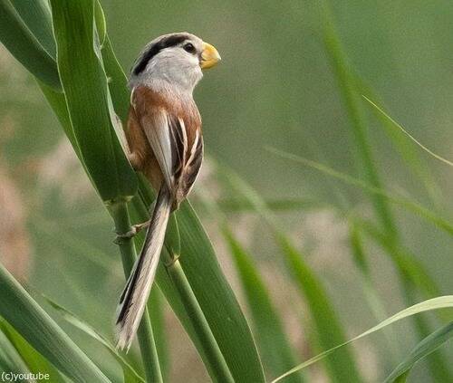 中国で「鳥類のパンダ」と呼ばれる希少な鳥が目撃される