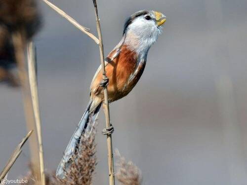 中国で「鳥類のパンダ」と呼ばれる希少な鳥が目撃される