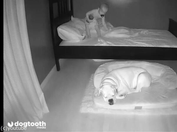 ベッドで寝てたはずの赤ちゃんが毎朝犬の横にいるので 監視カメラで確認してみた 動画 年7月21日 エキサイトニュース