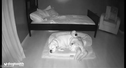 ベッドで寝てたはずの赤ちゃんが毎朝犬の横にいるので 監視カメラで確認してみた 動画 年7月21日 エキサイトニュース