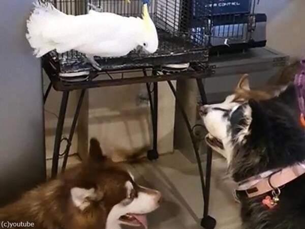 明らかに自分を犬だと思っているオウム 動画 年7月28日 エキサイトニュース