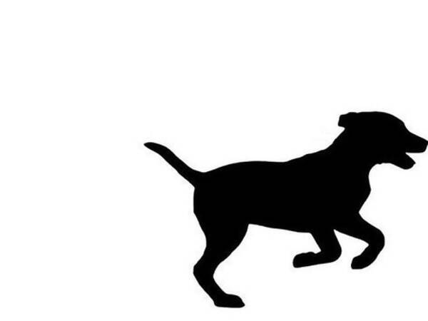 家出した犬を探し回ったけど見つからず 帰宅したら いたっ 年7月29日 エキサイトニュース
