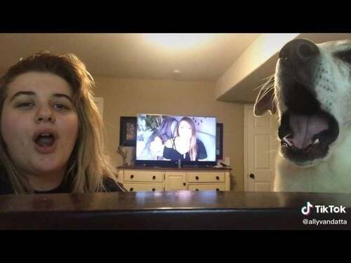 わぉーん 犬の横で遠吠えをマネすると 犬に怒られる 動画 年7月31日 エキサイトニュース