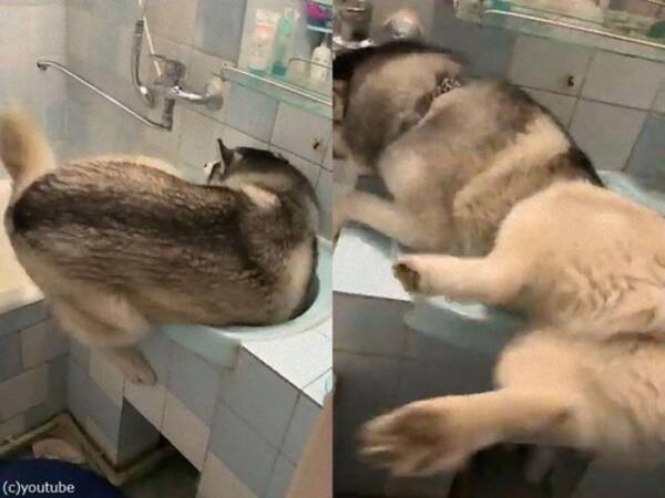 自分をまだ子犬だと思っている急成長した犬 動画 年8月9日 エキサイトニュース