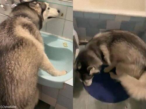 自分をまだ子犬だと思っている急成長した犬 動画 年8月9日 エキサイトニュース