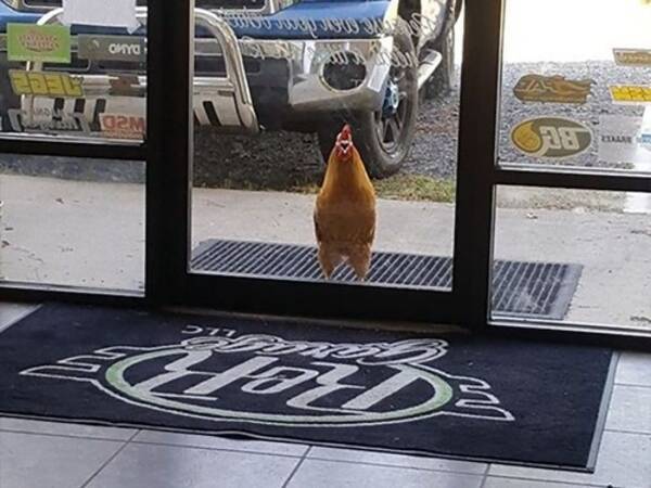 アメリカの自動車工場を訪れるニワトリ 従業員として採用される 年8月19日 エキサイトニュース アメリカの自動車工場を訪れるニワトリ 従業員として採用される 年8月19日 エキサイトニュース