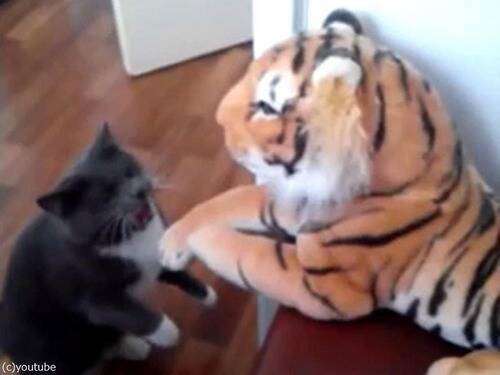 虎より強いと思っている猫 ただし相手が動かないときに限る 動画 年8月24日 エキサイトニュース