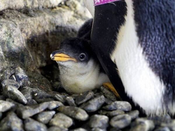 ペンギンの同性愛カップルが卵をかえす 2羽の母親でヒナ鳥を育てる 年8月29日 エキサイトニュース