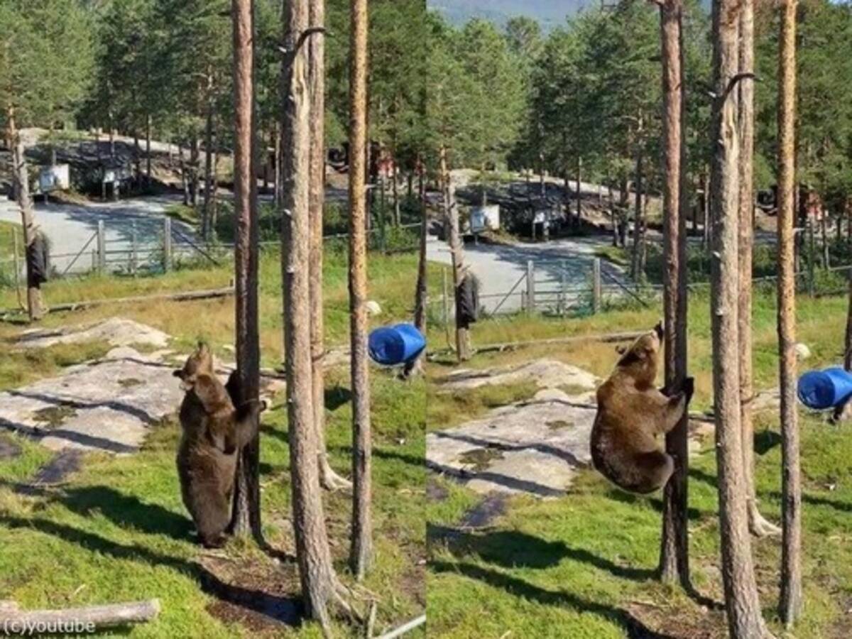 クマってこんなに木登りが上手だったの 動画 2020年9月6日 エキサイトニュース