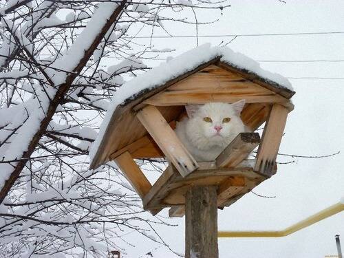 まるで鳥 木に止まる猫たちの写真いろいろ 年9月11日 エキサイトニュース