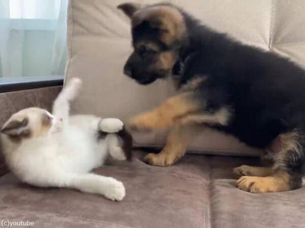 仲良くじゃれあう子猫と子犬 それを見守るレトリバー 動画 年9月24日 エキサイトニュース