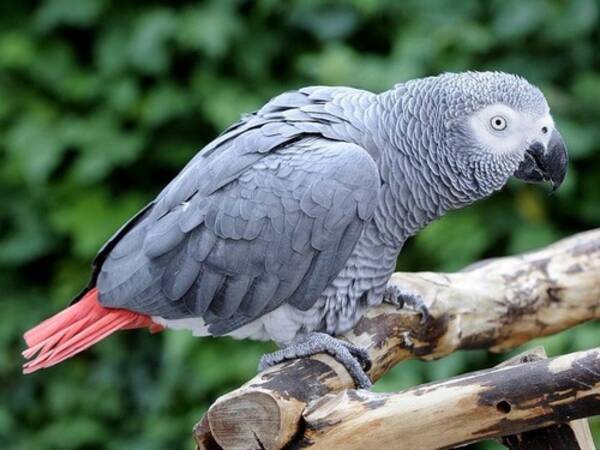 インコがハレンチな言葉を投げつけるため一般公開が中止に イギリスの野生動物公園 年10月1日 エキサイトニュース