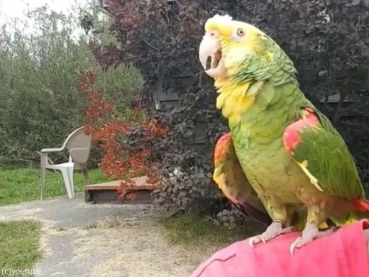 チョコボのテーマ歌うインコ ノリノリじゃんｗｗ かわいいｗｗ 16年3月7日 エキサイトニュース