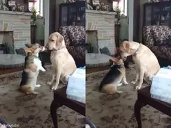 アザラシの赤ちゃんが初めての遊泳 それを見守るママ 動画 年10月8日 エキサイトニュース