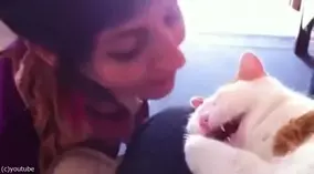 アザラシの赤ちゃんが初めての遊泳 それを見守るママ 動画 年10月8日 エキサイトニュース