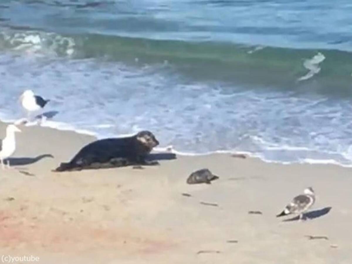 アザラシの赤ちゃんが初めての遊泳 それを見守るママ 動画 年10月8日 エキサイトニュース