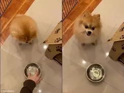 アザラシの赤ちゃんが初めての遊泳 それを見守るママ 動画 年10月8日 エキサイトニュース