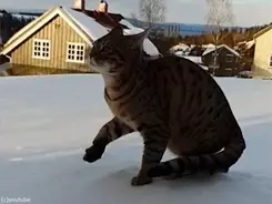 アザラシの赤ちゃんが初めての遊泳 それを見守るママ 動画 年10月8日 エキサイトニュース